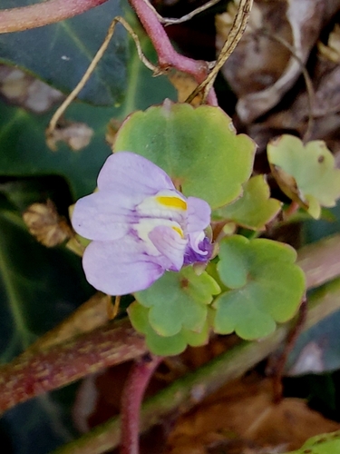 Ivy-leaved toadflax