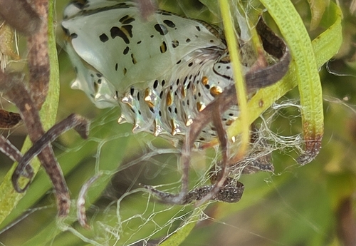 Variegated Fritillary