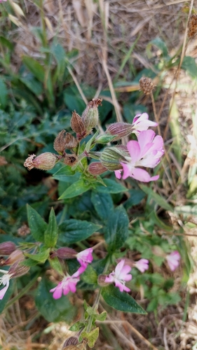 red campion