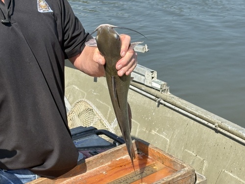 Channel Catfish