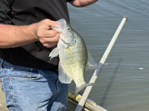 White Crappie