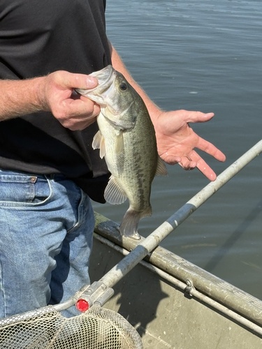 Largemouth Bass