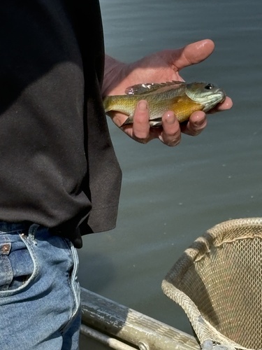 Bluegill