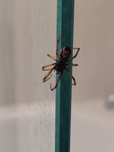 Noble False Widow