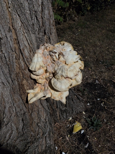chicken of the woods