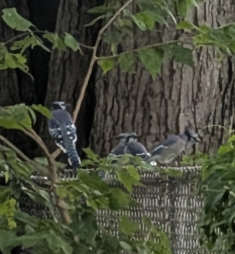 Blue Jay