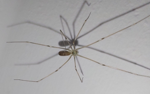 Long-bodied Cellar Spider