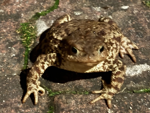 European Toad