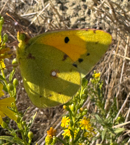 Clouded Yellow