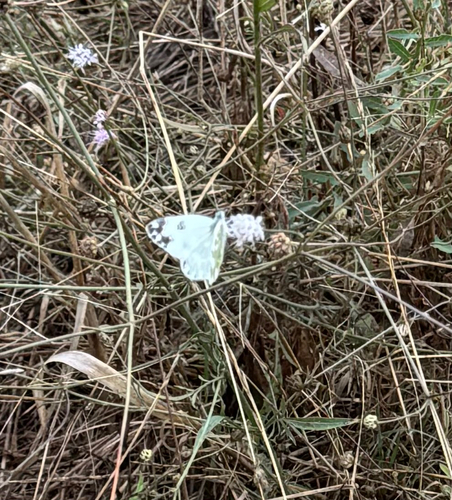 Eastern Bath White