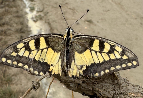 Old World Swallowtail