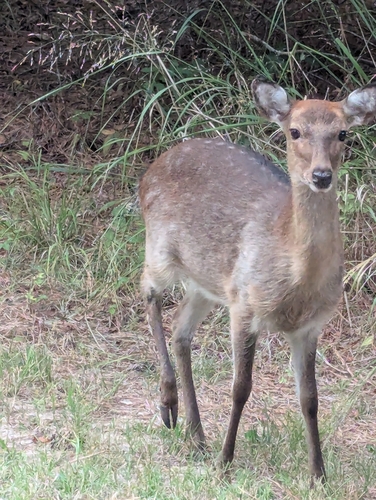 Sika Deer