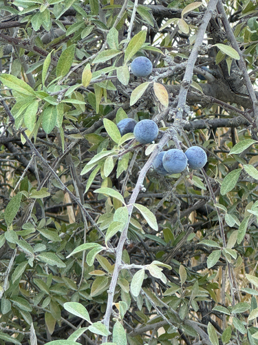 Blackthorn