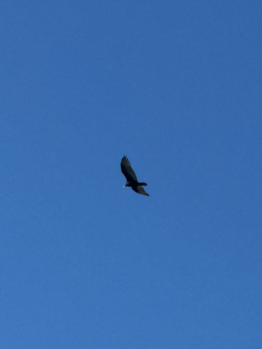 Turkey Vulture