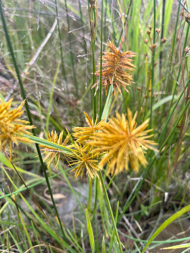 straw-colored flatsedge