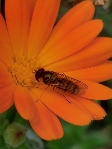Marmalade Hover Fly
