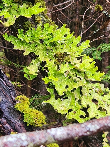 Tree Lungwort