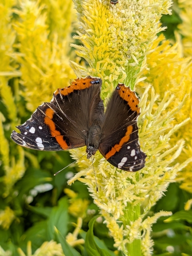 Red Admiral