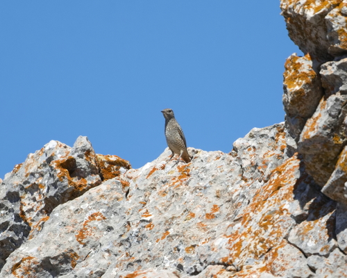Rufous-tailed Rock-Thrush