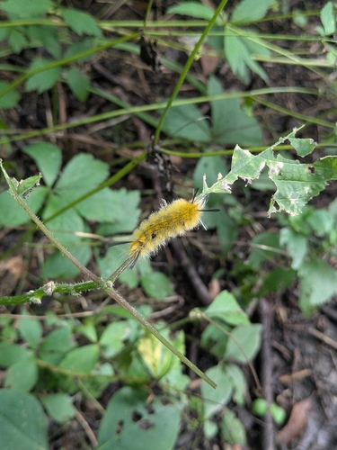 Banded Tussock Moth