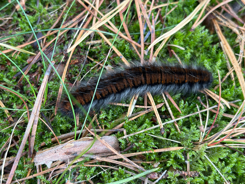 Fox Moth