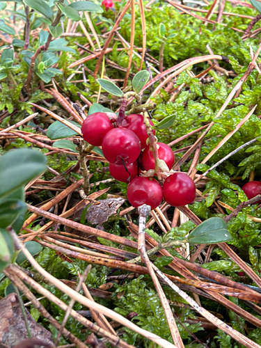 Lingonberry