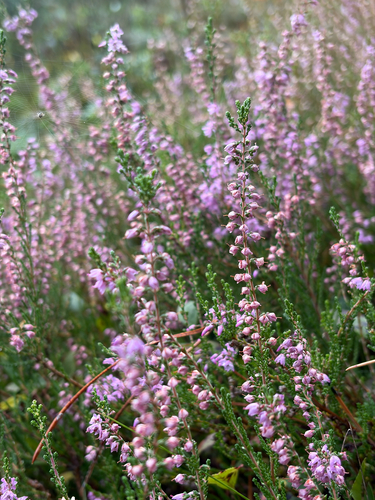 common heather