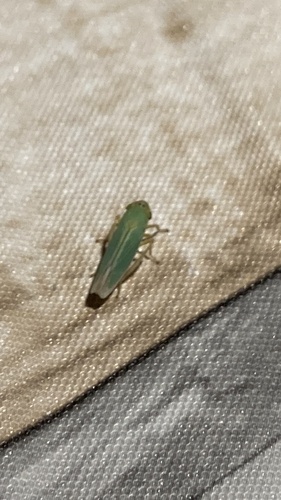 Green Leafhopper