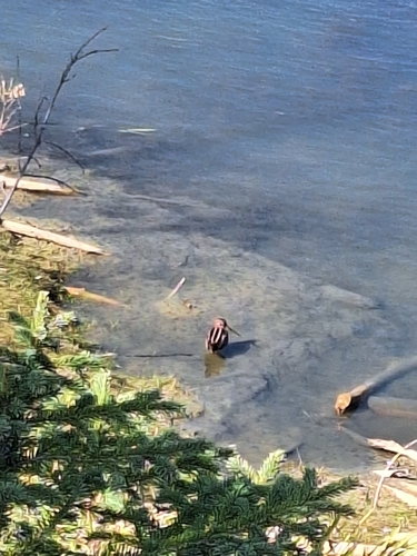 Wilson's Snipe