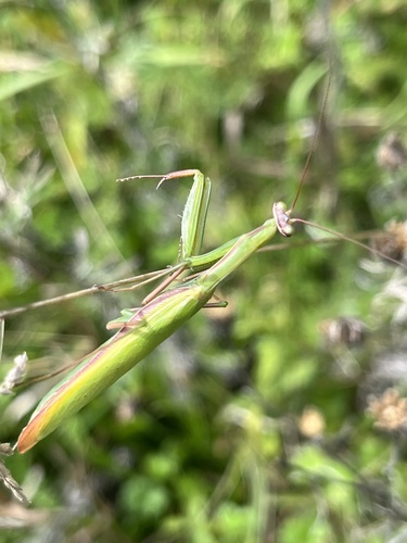 European Mantis