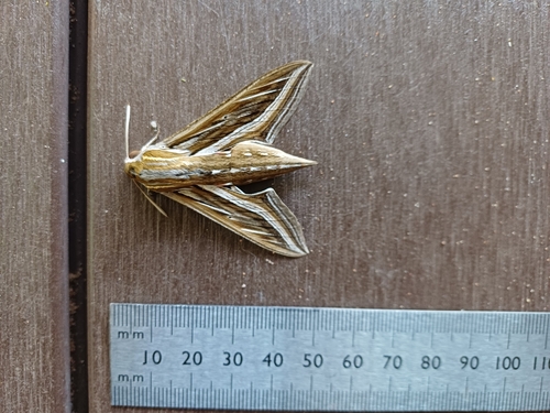 Vine Hawkmoth