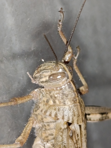 Egyptian Bird Grasshopper