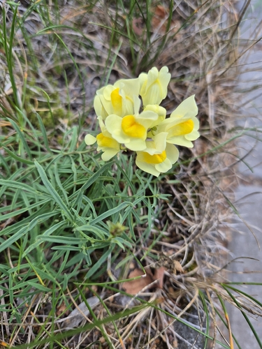 common toadflax