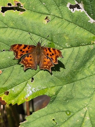 European Comma