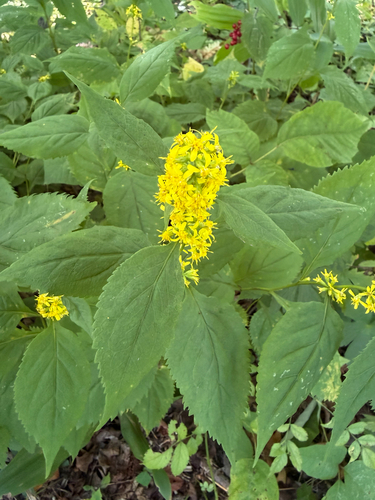 broad-leaved goldenrod