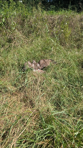 Red-tailed Hawk
