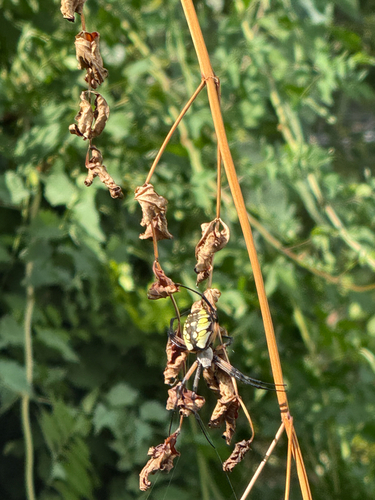Yellow Garden Spider