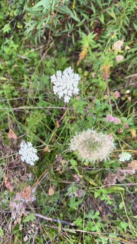 wild carrot