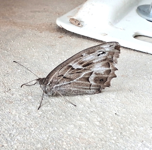 Striped Grayling