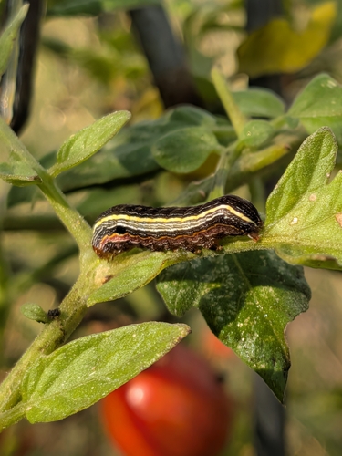 Yellow-striped Armyworm Moth