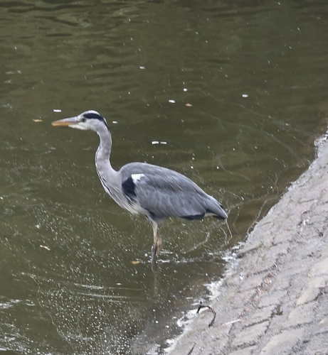 Grey Heron