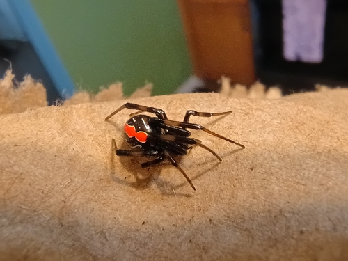 Southern Black Widow