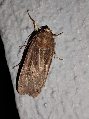 Large Yellow Underwing