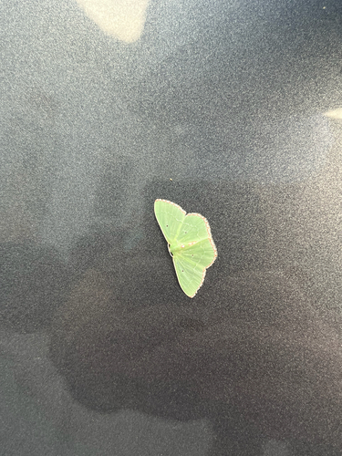 Red-bordered Emerald