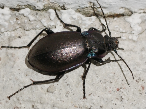 Bronze Ground Beetle