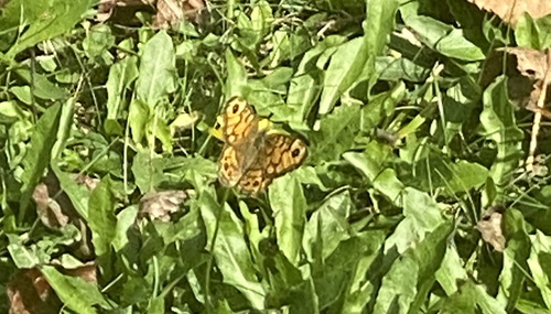 Wall Brown