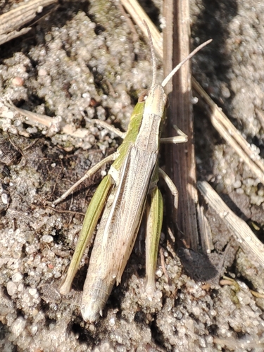Lesser Marsh Grasshopper
