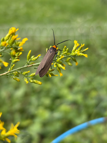 Yellow-collared Scape Moth