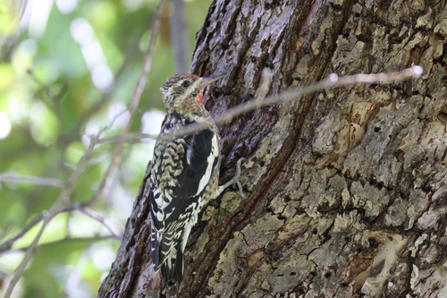 Yellow-bellied Sapsucker