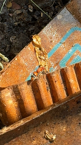 Timulla euterpe